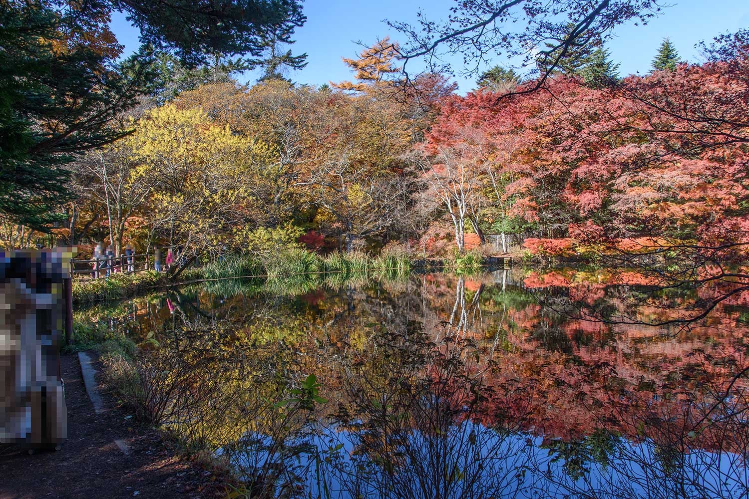 11月12日】紅葉シーズンも終盤へ: 軽井沢雲場池ブログ