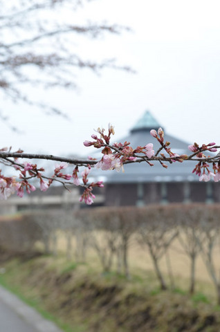 0424sakura01.jpg