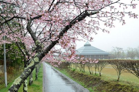 0503sakura.jpg