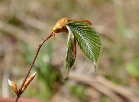 0504inubuna02.jpg