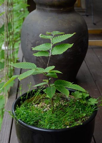 20130607inubuna02.jpg