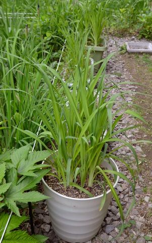 20130608yusuge01.jpg