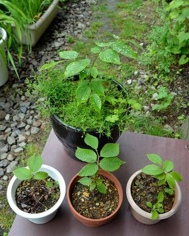 20130619inubuna01.jpg