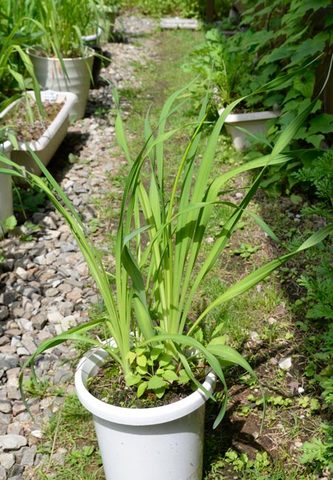 20130629yusuge02.jpg