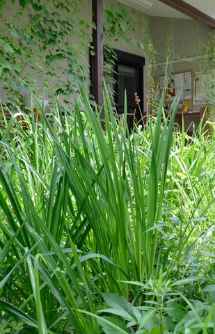 20130629yusuge04.jpg