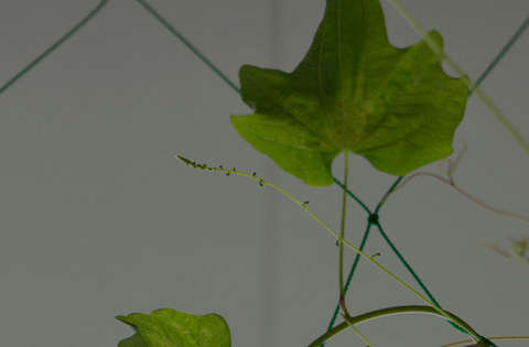 20130701midori02.jpg