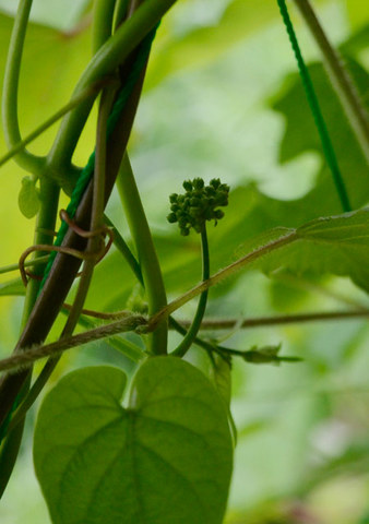 20130701midori03.jpg
