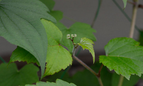 20130701midori04.jpg