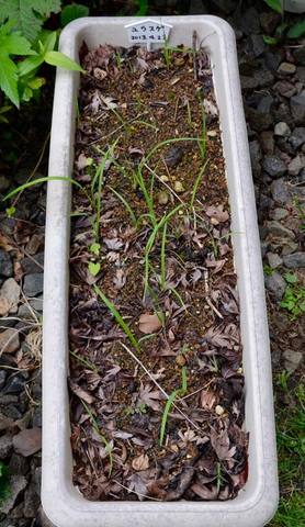 20130705yusuge02.jpg