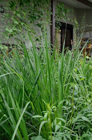 20130705yusuge03.jpg