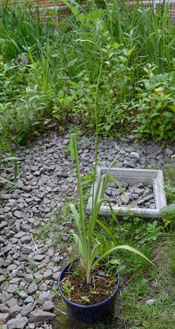 20130709yusuge01.jpg