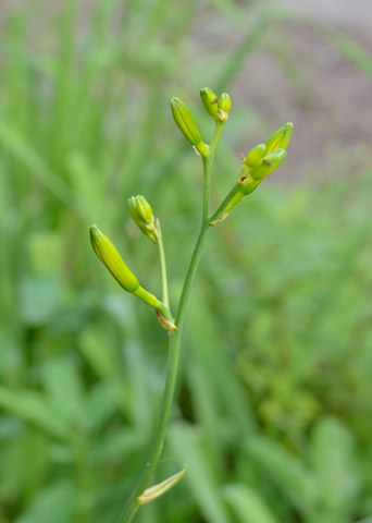 20130711yusuge.jpg