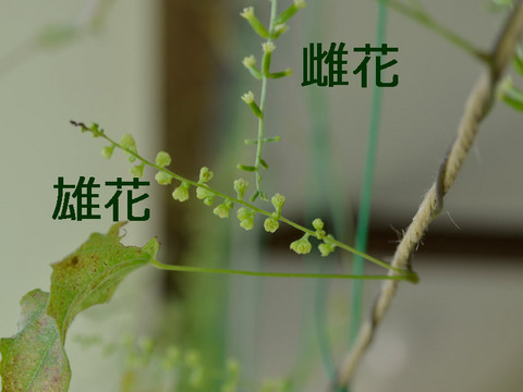20130719midori02.jpg