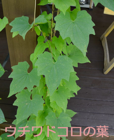 20130719midori03.jpg