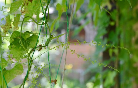 20130719midori04.jpg