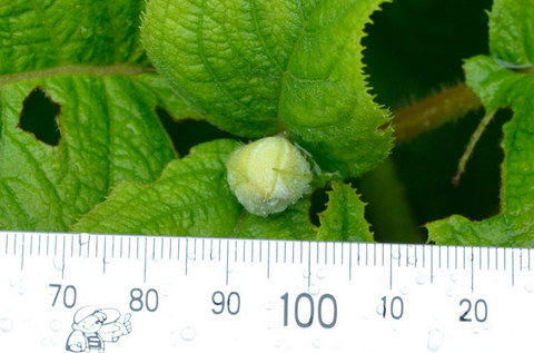 20130724tama02.jpg