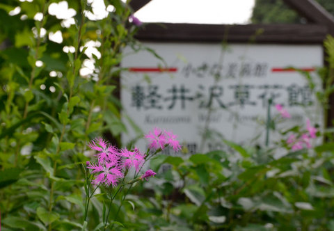 20130727ezokawaranadeshiko.jpg