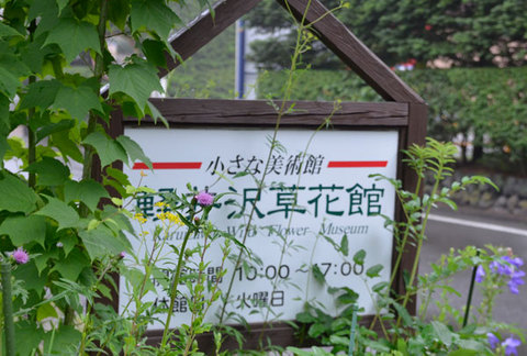 20130729nohara-azami01.jpg