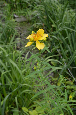20130731tomoe.jpg