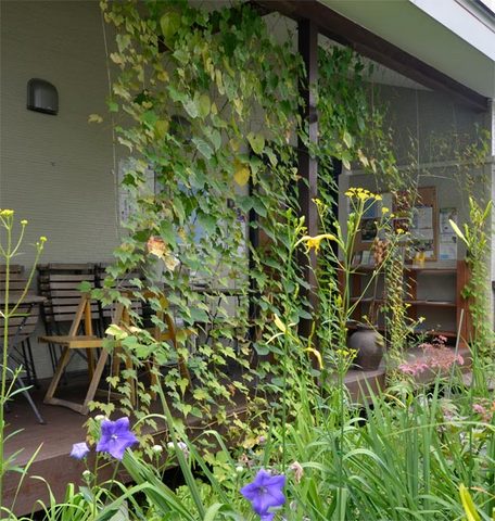 20130801midori01.jpg