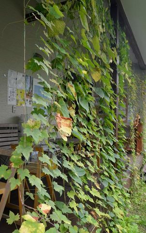 20130801midori02.jpg