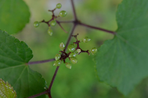 20130801midori04.jpg