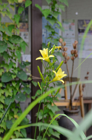20130801yusuge03.jpg