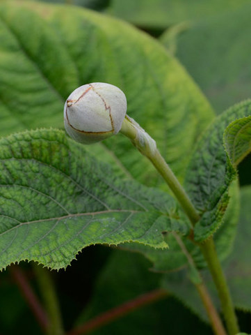 20130811tama03.jpg