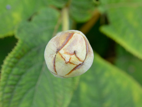 20130821tama01.jpg