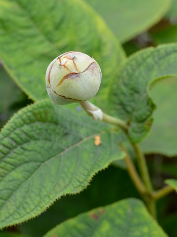 20130821tama03.jpg