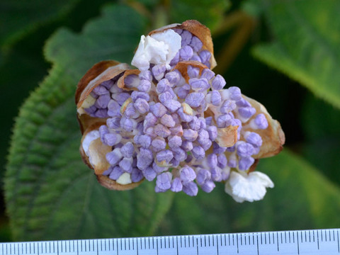 20130828tama05.jpg