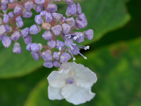 20130831tama03.jpg