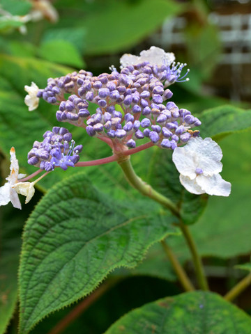 20130901tama03.jpg