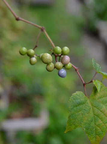 20130904midori02.jpg
