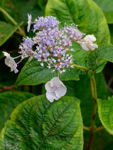 20130907tama04.jpg