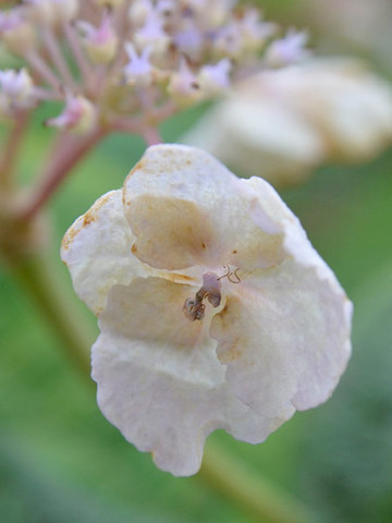20130910tama02.jpg