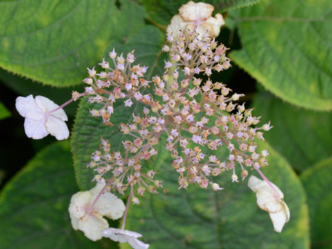 20130913tama01.jpg