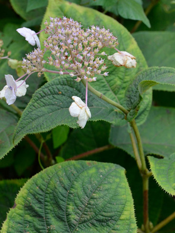 20130913tama05.jpg