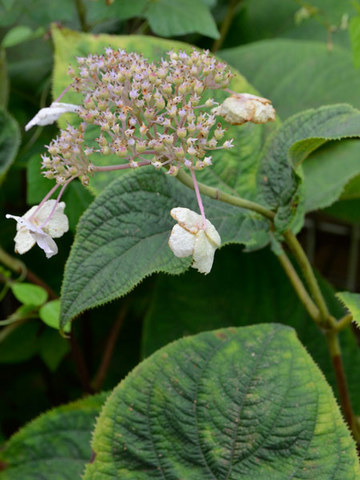 20130914tama05.jpg
