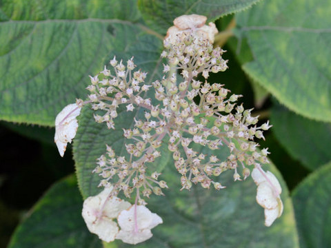20130920tama01.jpg