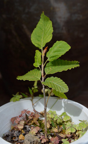 20130922inubuna02.jpg