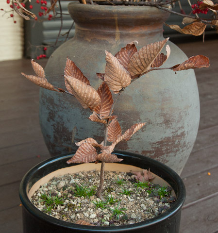 20131208inubuna02.jpg