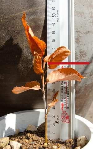 20140408inubuna03.jpg
