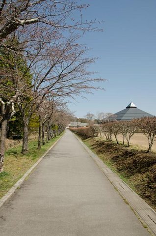 20140424矢ヶ崎公園オオヤマザクラ01.jpg