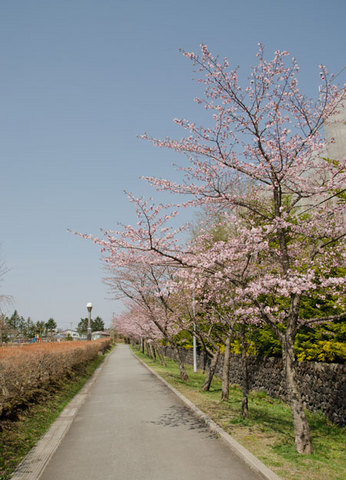 20140427yagasakipark03.jpg