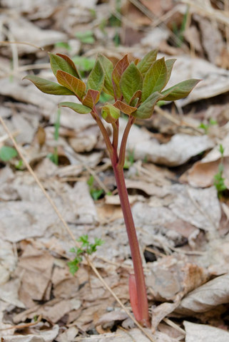 20140501yamasyakuyaku01.jpg