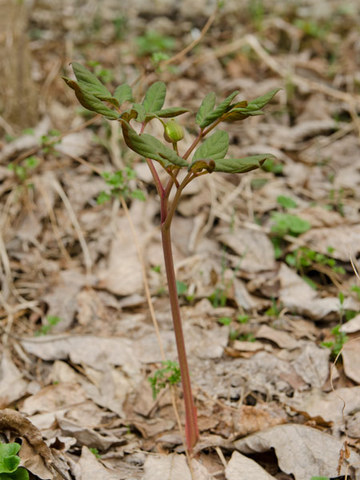 20140503yamasyakuyaku.jpg