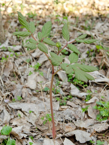 20140507yamasyakuyaku.jpg