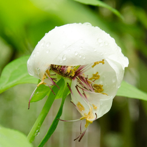 20140527yamasyakiuyaku01.jpg