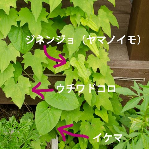 20140706midori02.jpg